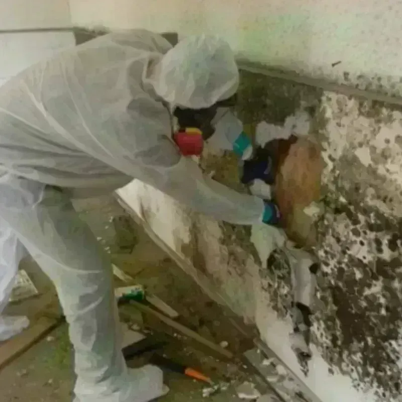 Mold Remediation and Removal in Kingsville, TX